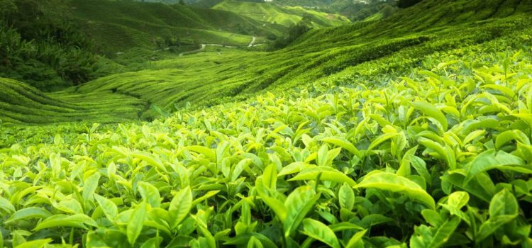В чем заключаются особенности цейлонского чая?