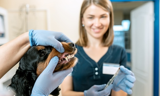 Услуги ветеринарной клиники: профессиональный уход и консультации